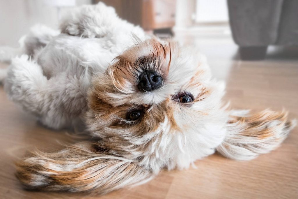 Make Your Dog Happy Too On International Day of Happiness