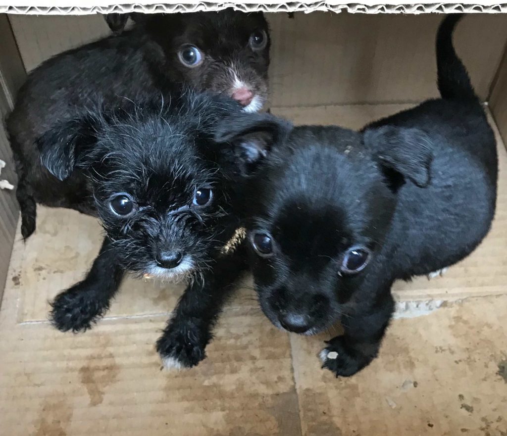 Three Puppies Dumped in ‘Filthy’ Box