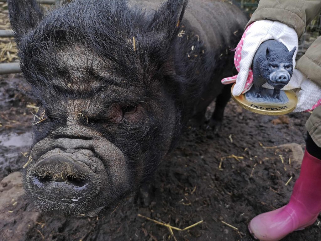 Truffles The Sow Gets Her Own 3D Printed Micro Pig!