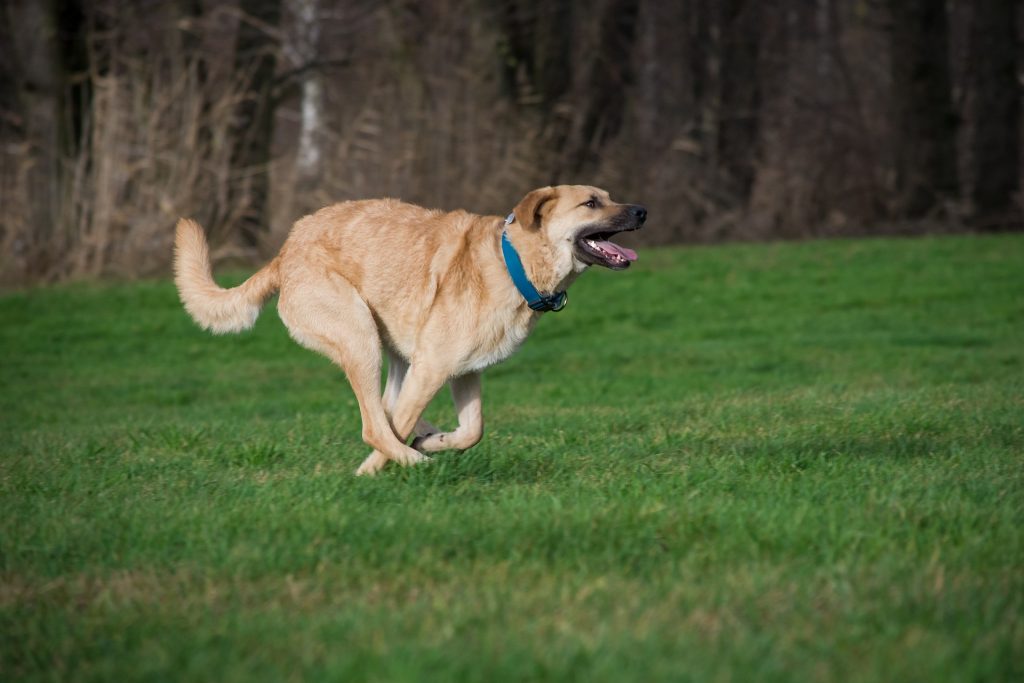 Practical Ways To Improve Your Dog’s Physical Fitness