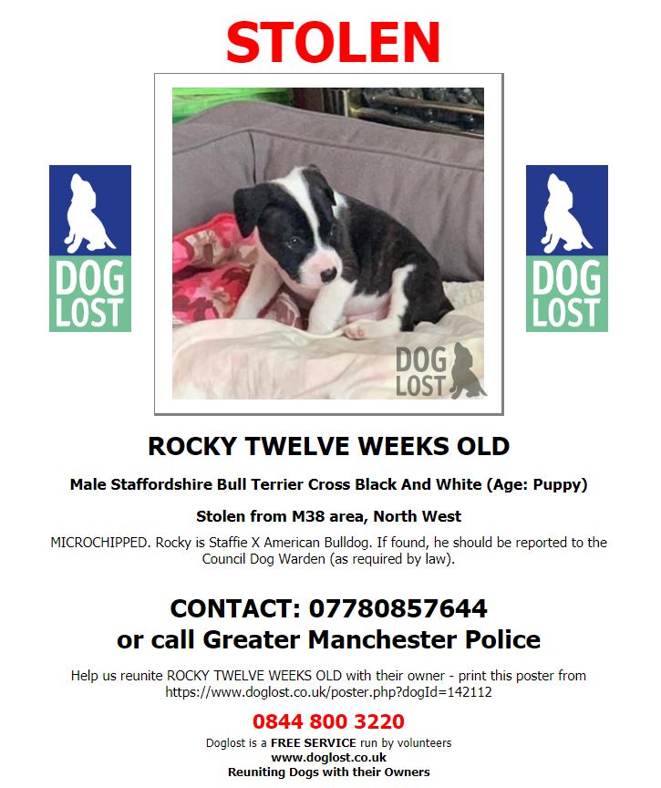 Missing Dog Alert: Rocky