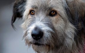 Kratu rescue dog