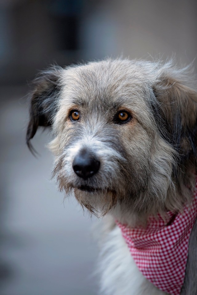 We Meet: Kratu, the Wonderful Rescue Dog!