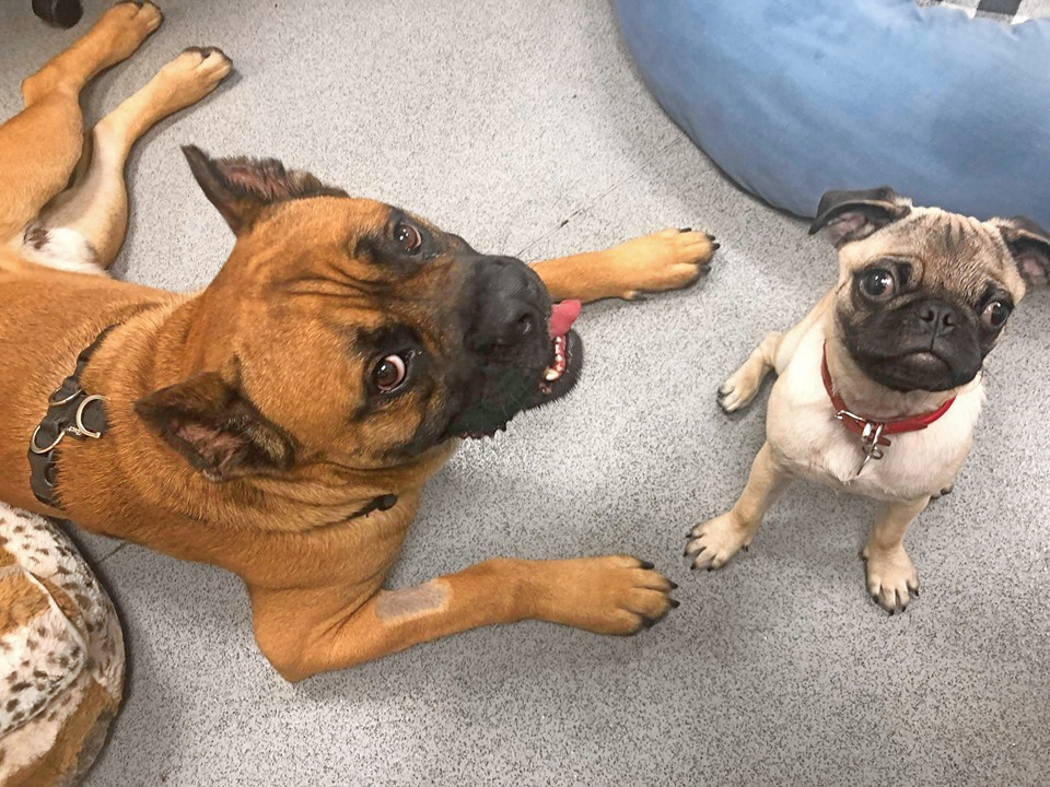 Battersea Dog Finds His Feet After Getting His Own Support Dog!