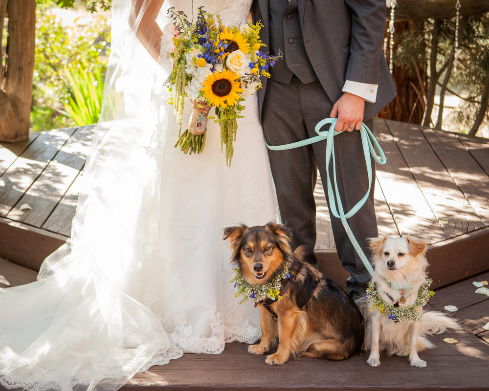 Is Your Dog On Your Wedding Guest List?