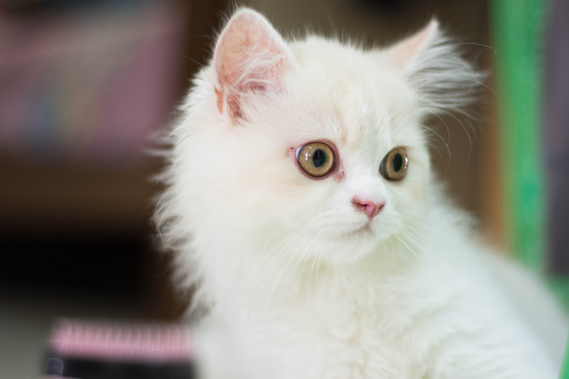 Persian Cats at High Risk of Health Problems, Study Shows