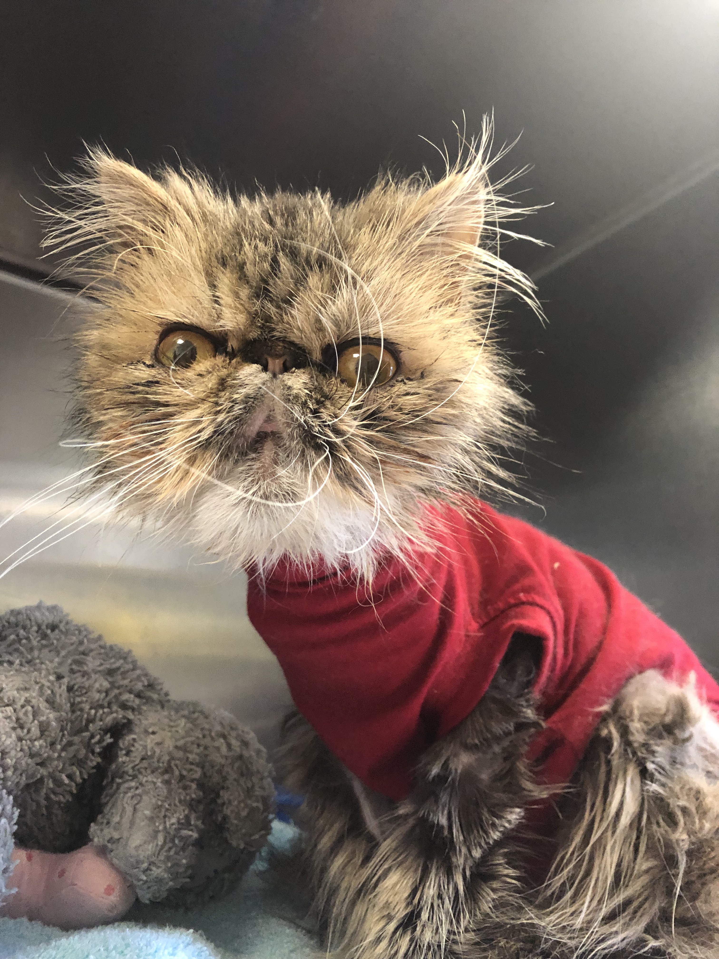 More Cats Rescued Than Any Other Animal RSPCA Reveals Pets