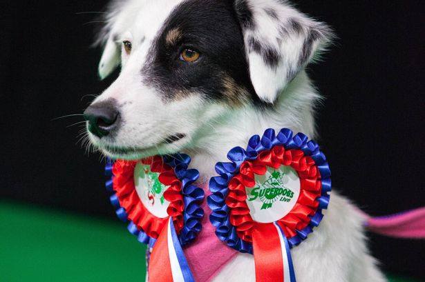 Amazing Dog Who Defied The Odds Wins Animal Hero Rescue Award