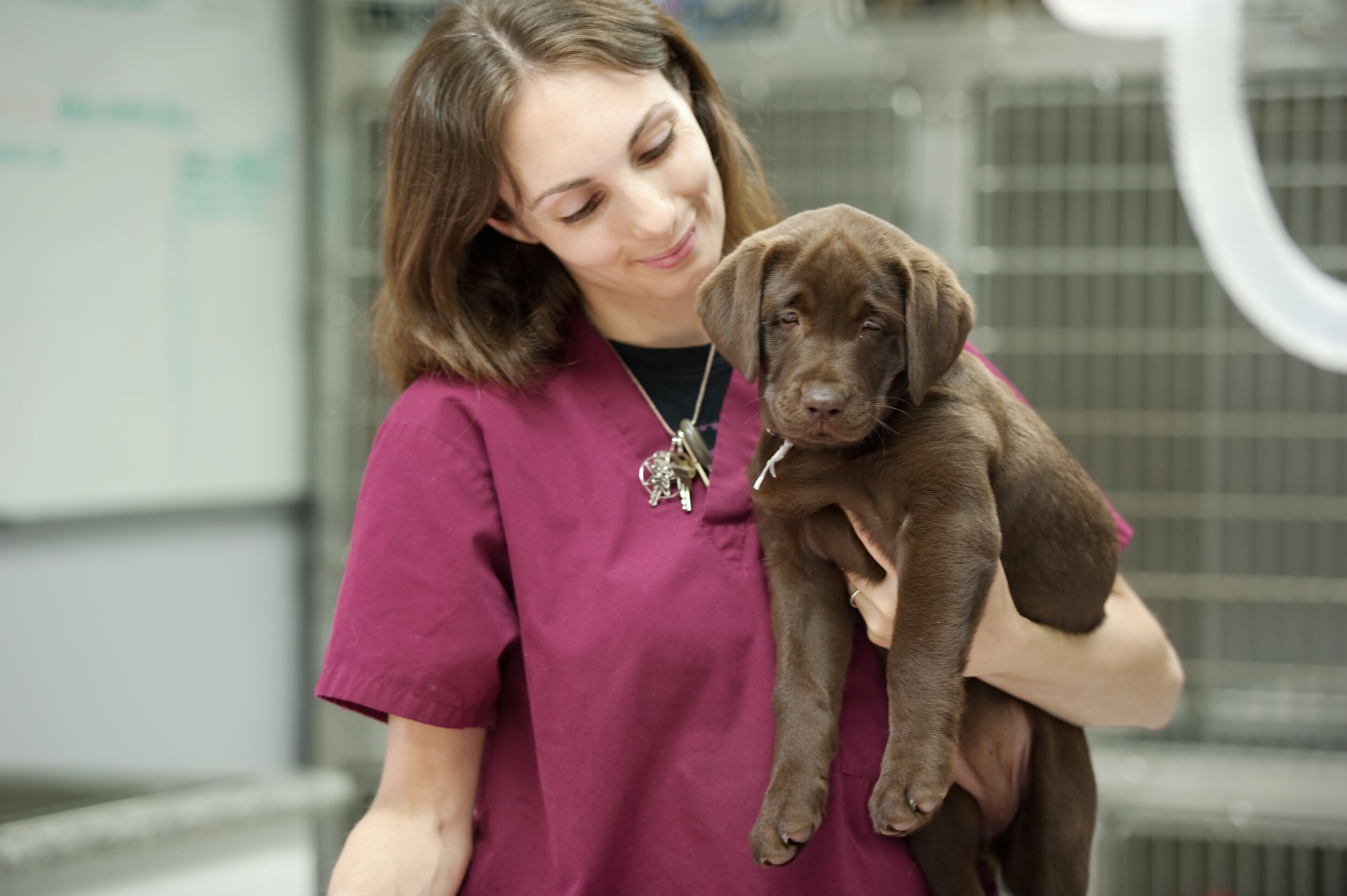 How To Care For Your Dog’s Teeth