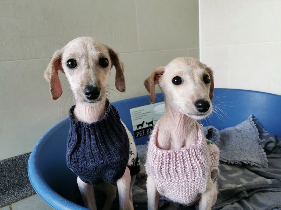 Balding Puppies Dumped on Cold Day Need Christmas Jumpers to Stay Warm