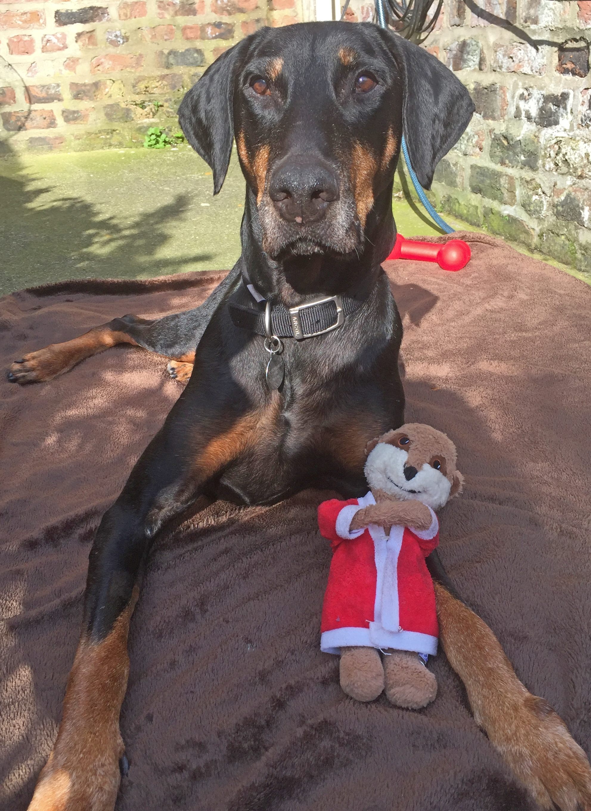 Emaciated Doberman Rescued at Christmas Spends First Festive Holiday in New Home