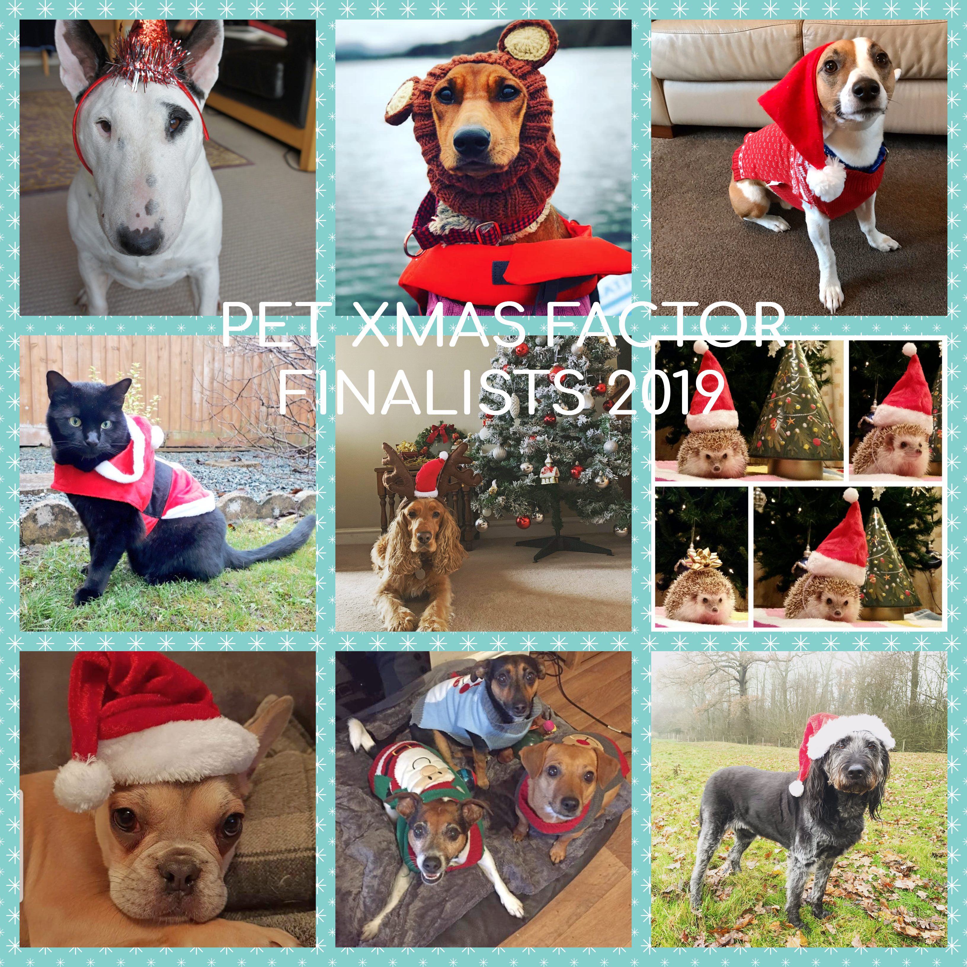 Pet Xmas Factor Finalists 2019!!