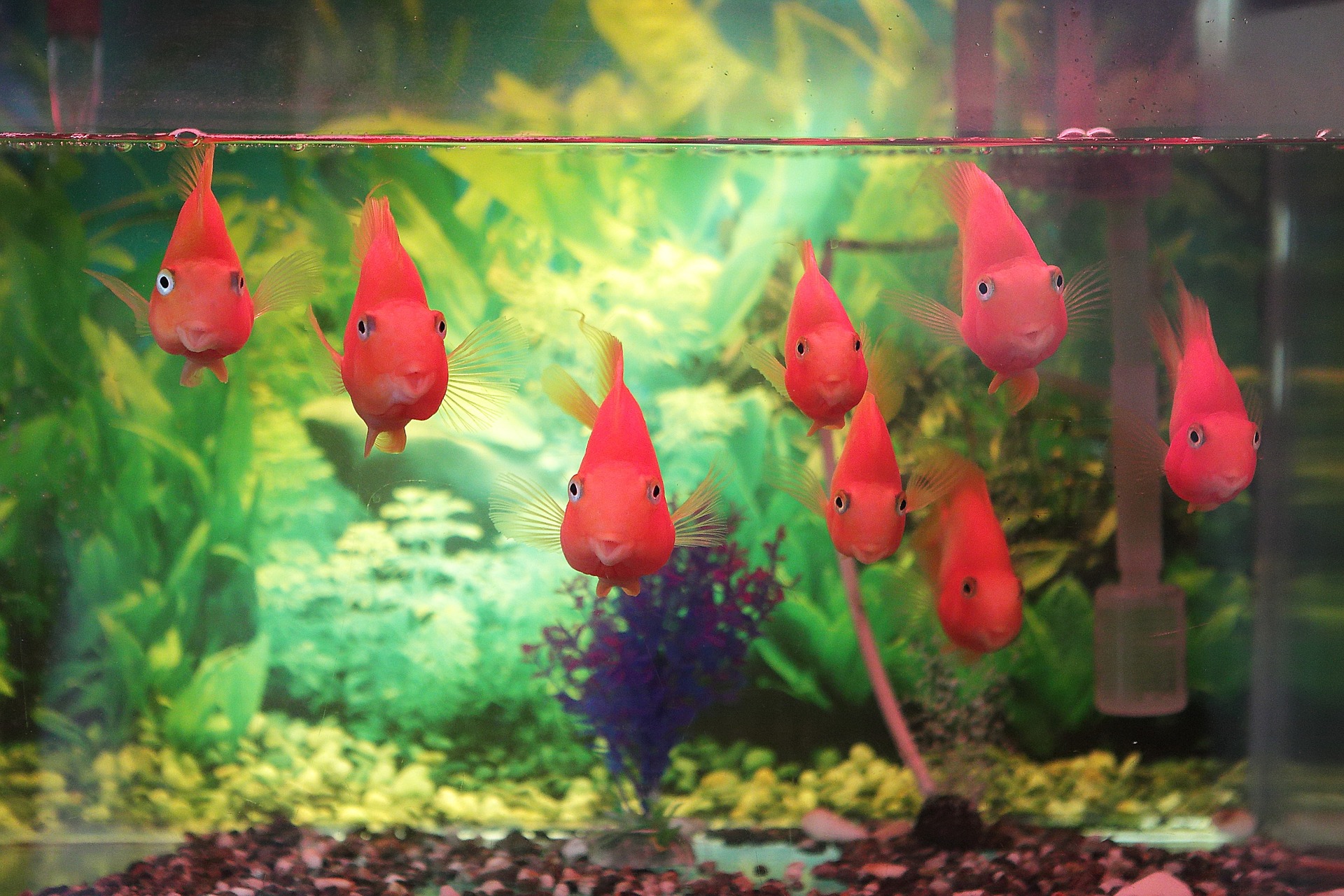 4 Benefits To Keeping Fish As Pets