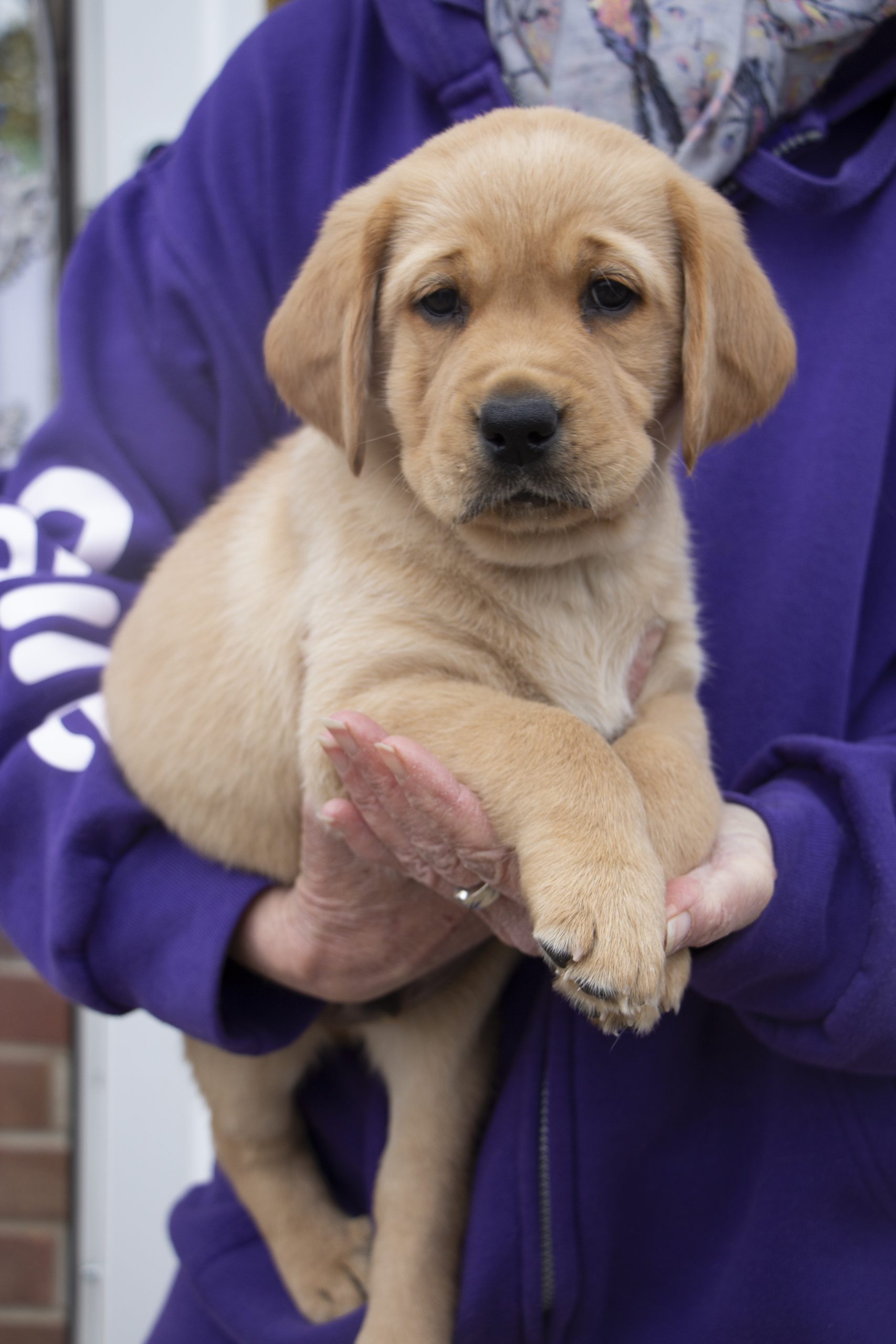 ‘Puppy Parents’ Needed by Charity