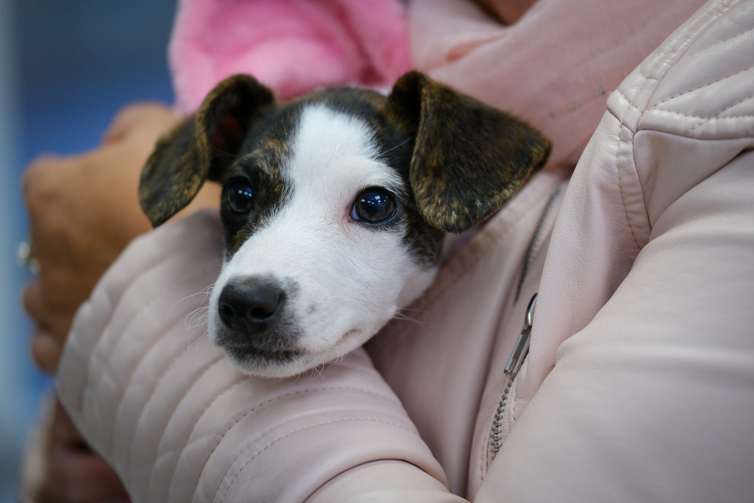 Warning After Puppy Almost Dies After Eating Washing Capsule