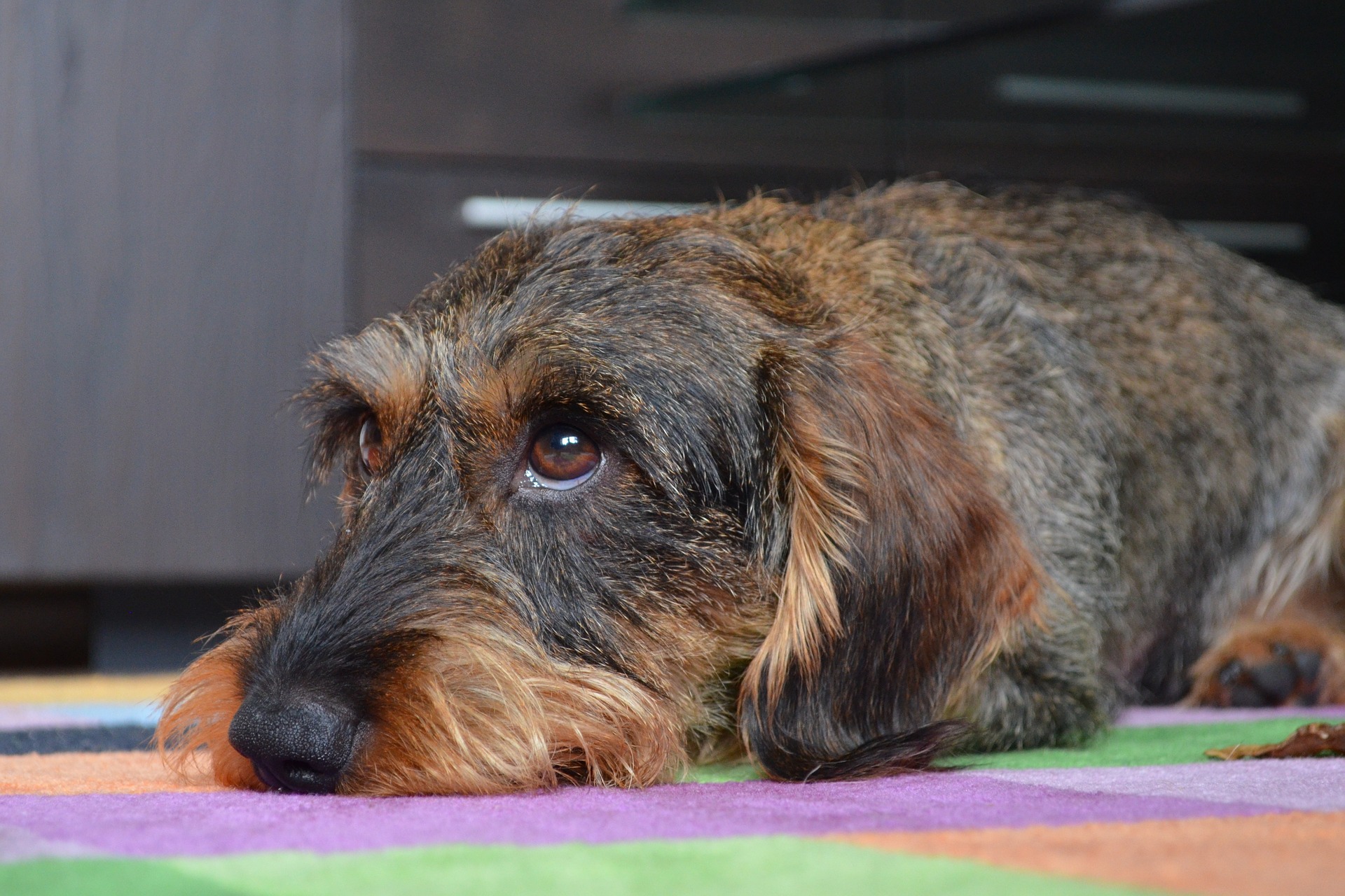 Dachshund Health Issues in Spotlight after Crufts Win