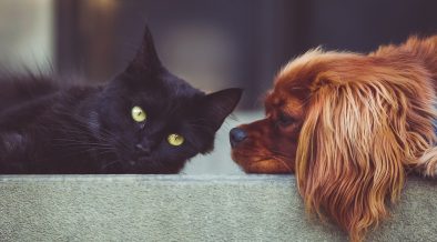 cat, dog