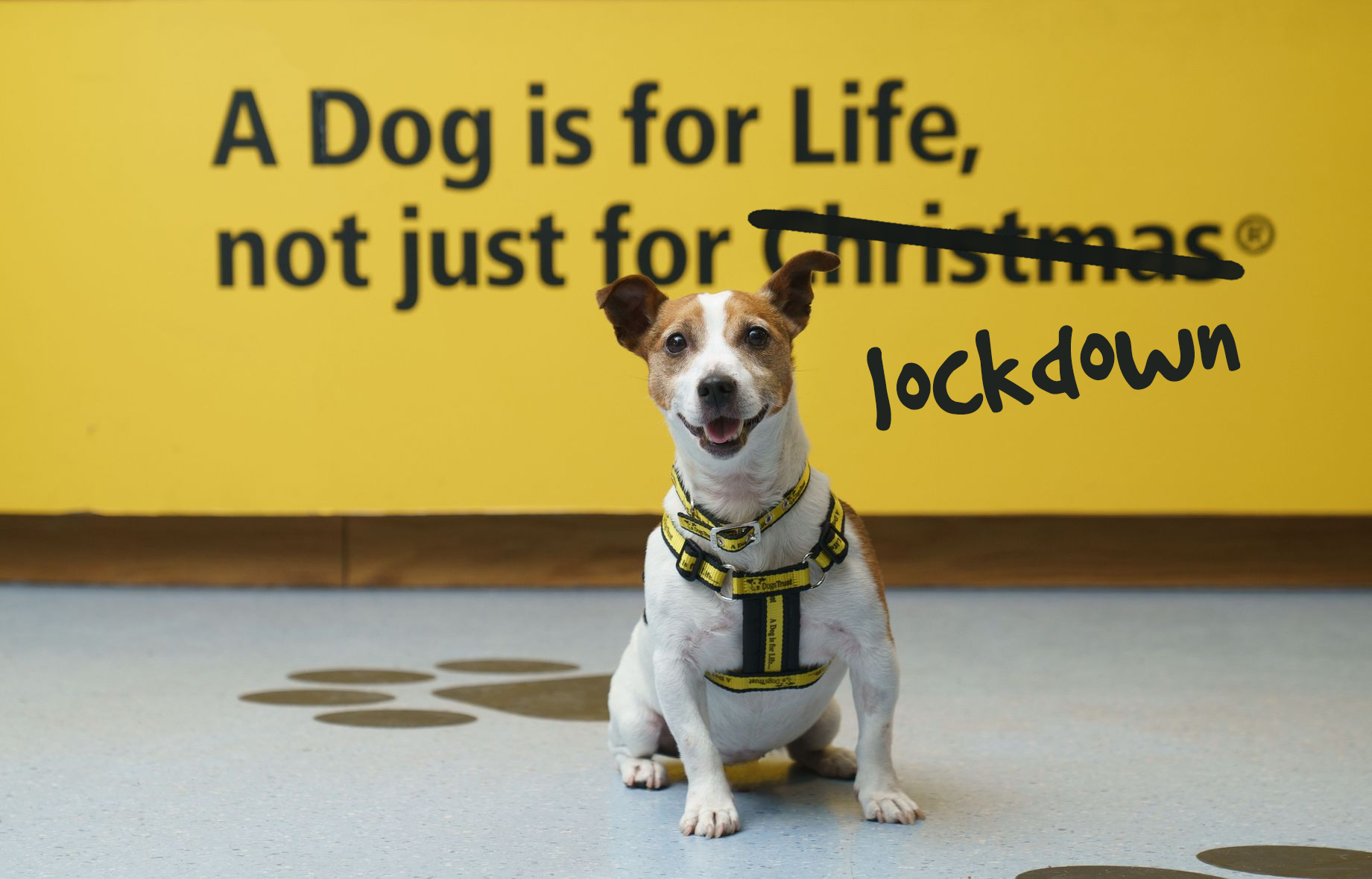 ‘A Dog is for Life, Not Just Lockdown’ – Dogs Trust Campaign Warns about Coming Surge in Pet Abandonment