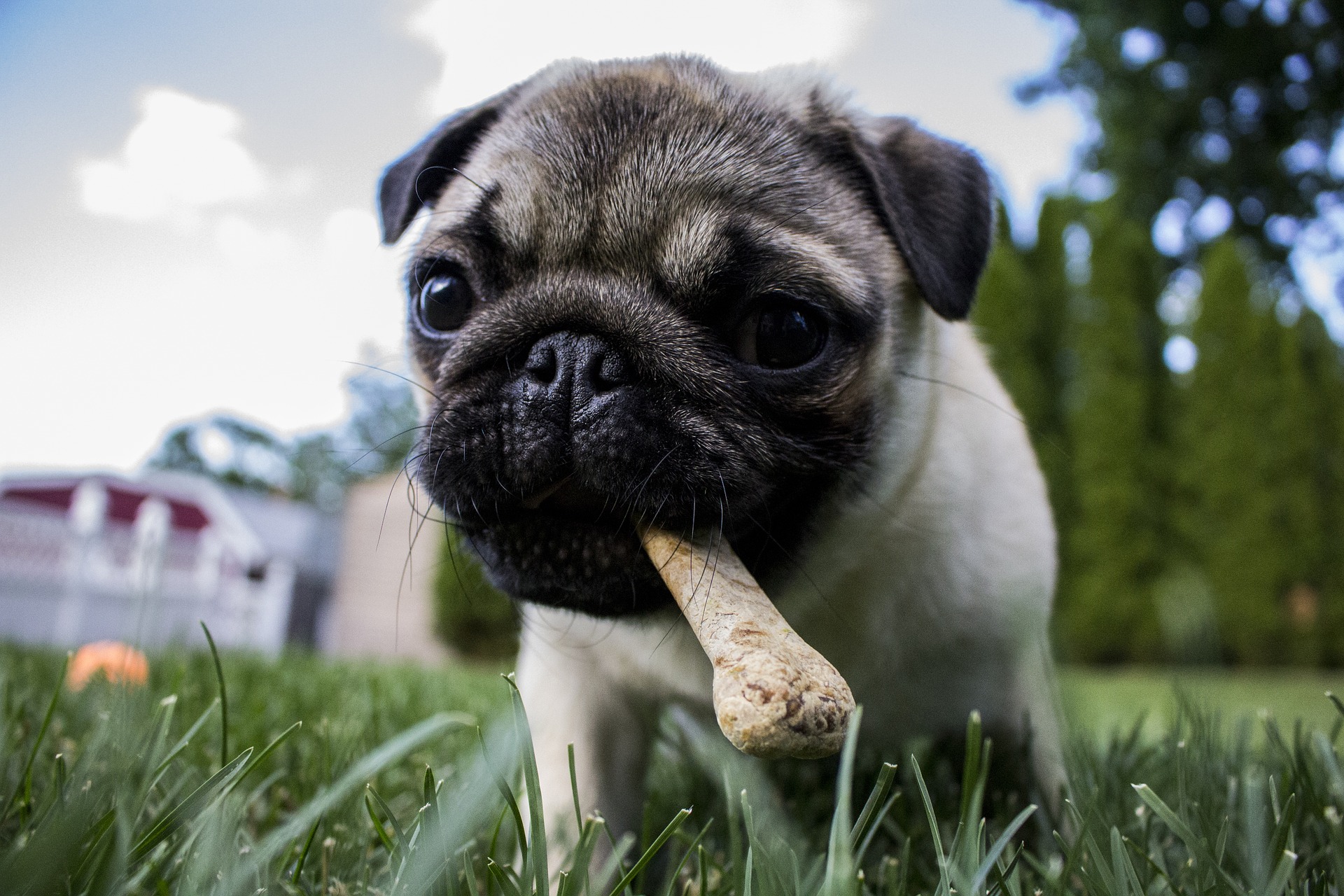 Flat-faced Dogs Most at Risk of Heat Stroke