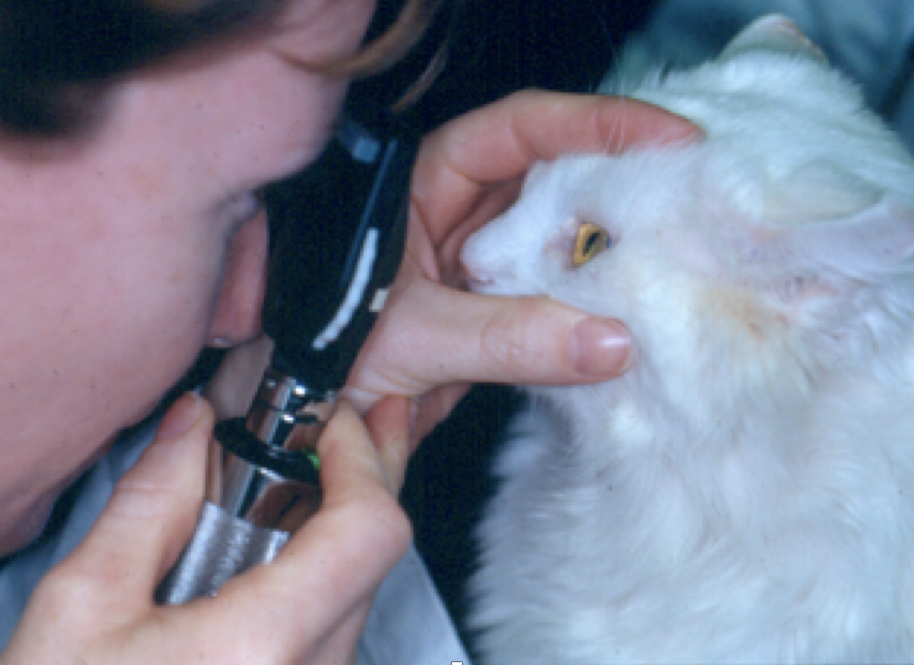 glaucoma in cats uk