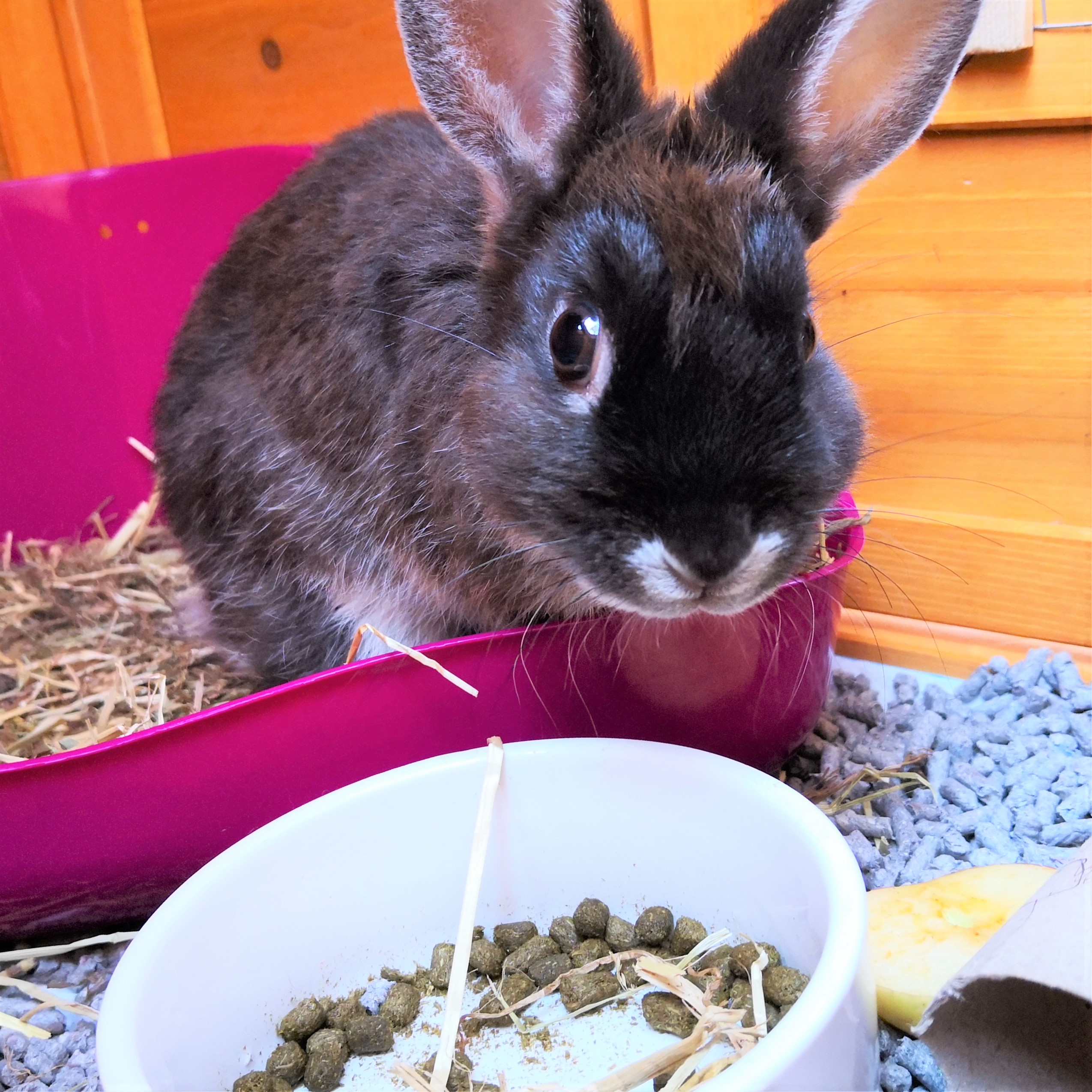 Rabbits Endure Lifetime of Lockdown Warning