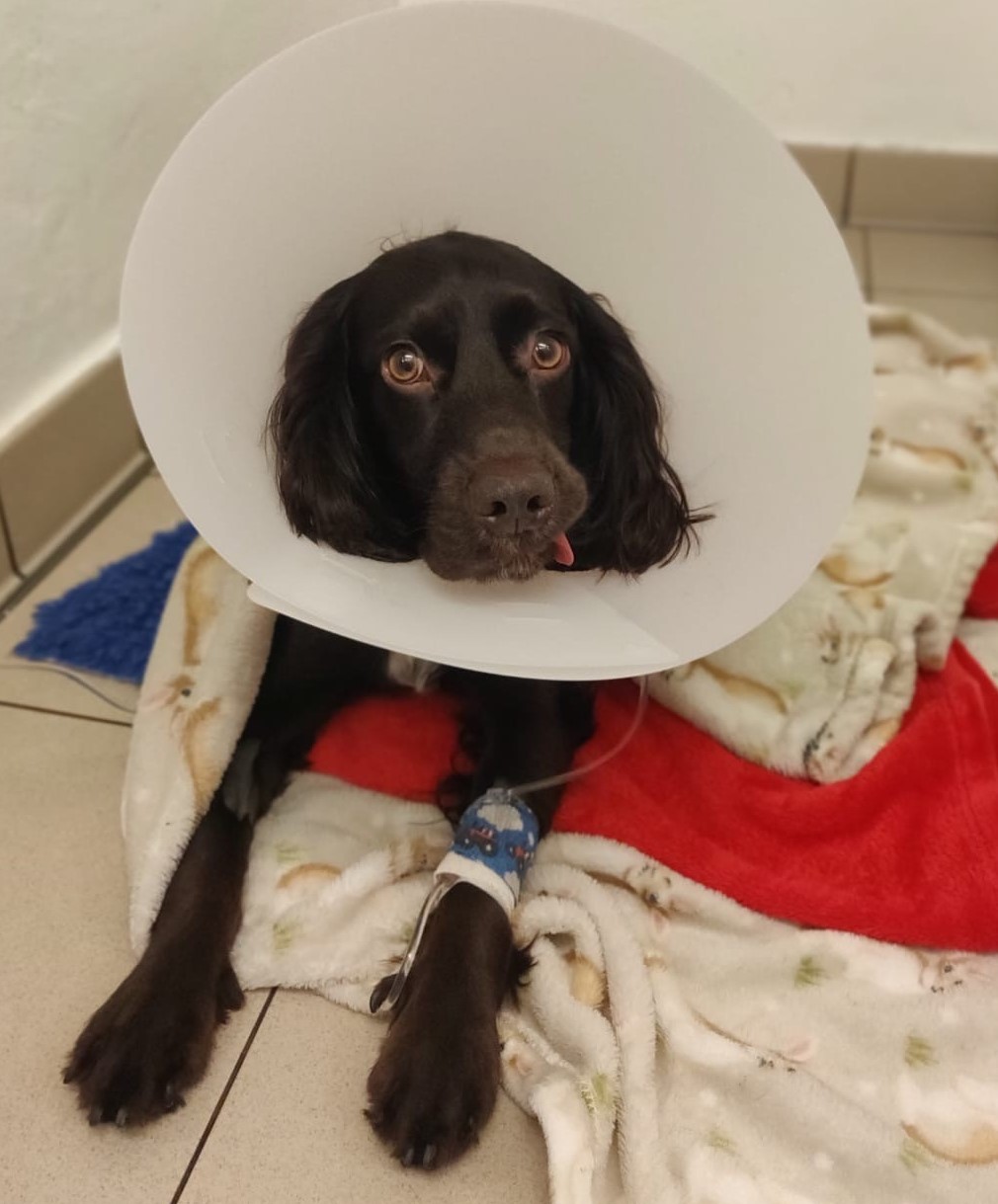 Dog Saved By PDSA After Eating Face Mask