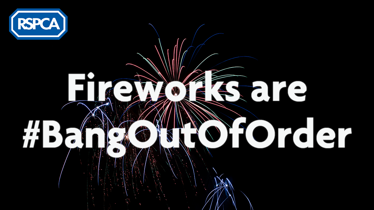 Bang Out Of Order: Cats killed, dogs spooked and horse dies due to fireworks