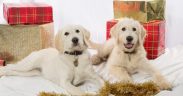 Dogs at Christmas