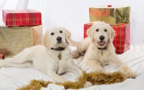 Dogs at Christmas