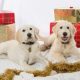 Dogs at Christmas