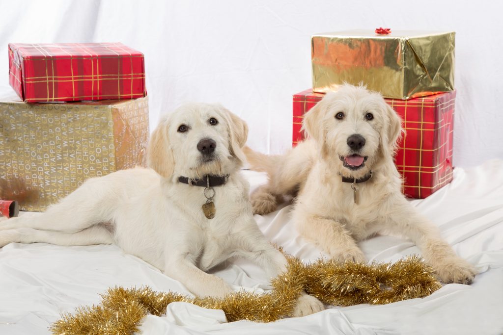 Dogs at Christmas