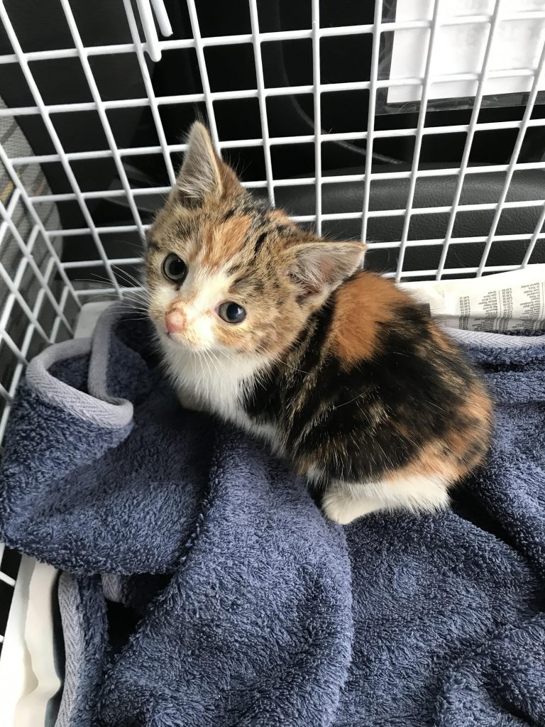 kitten in crate