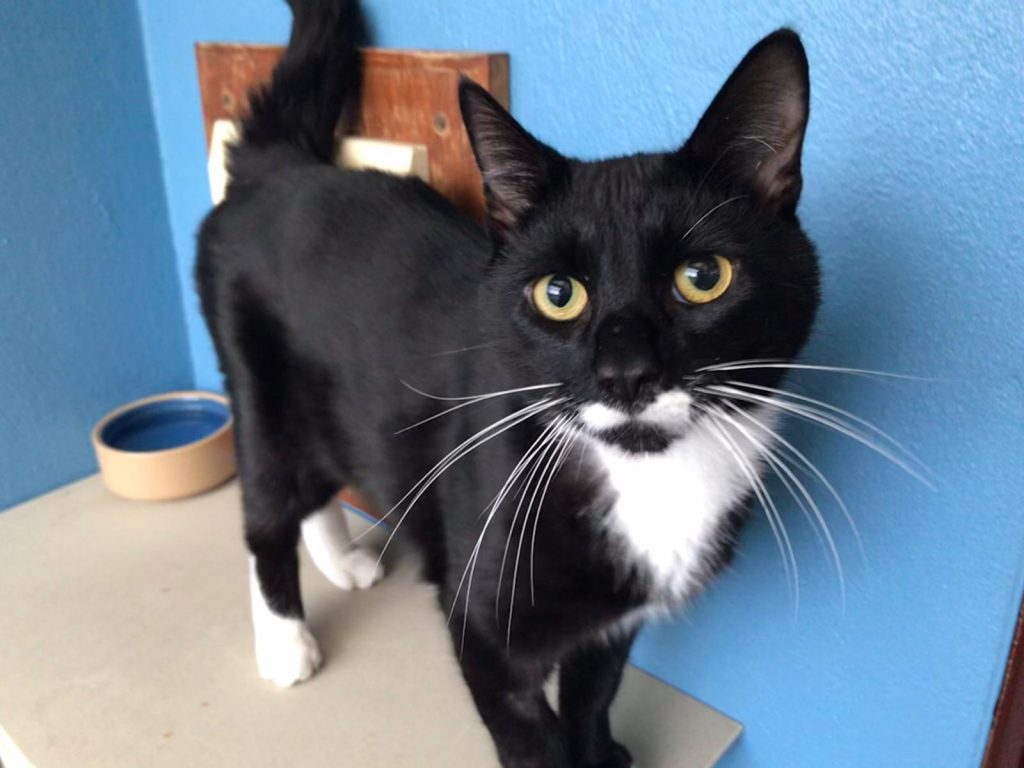 Soot RSPCA cat