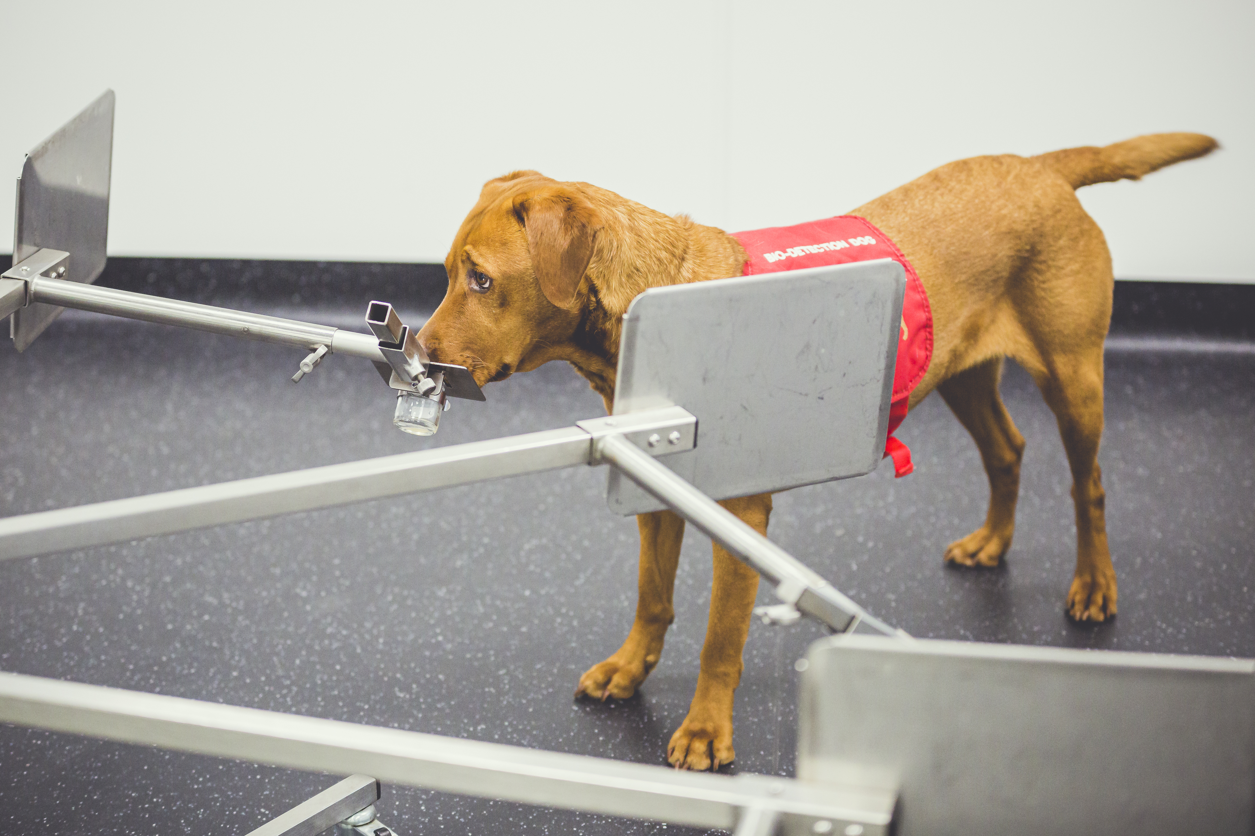 Groundbreaking Training Paves Way for Dogs To Sniff Out Prostate Cancer