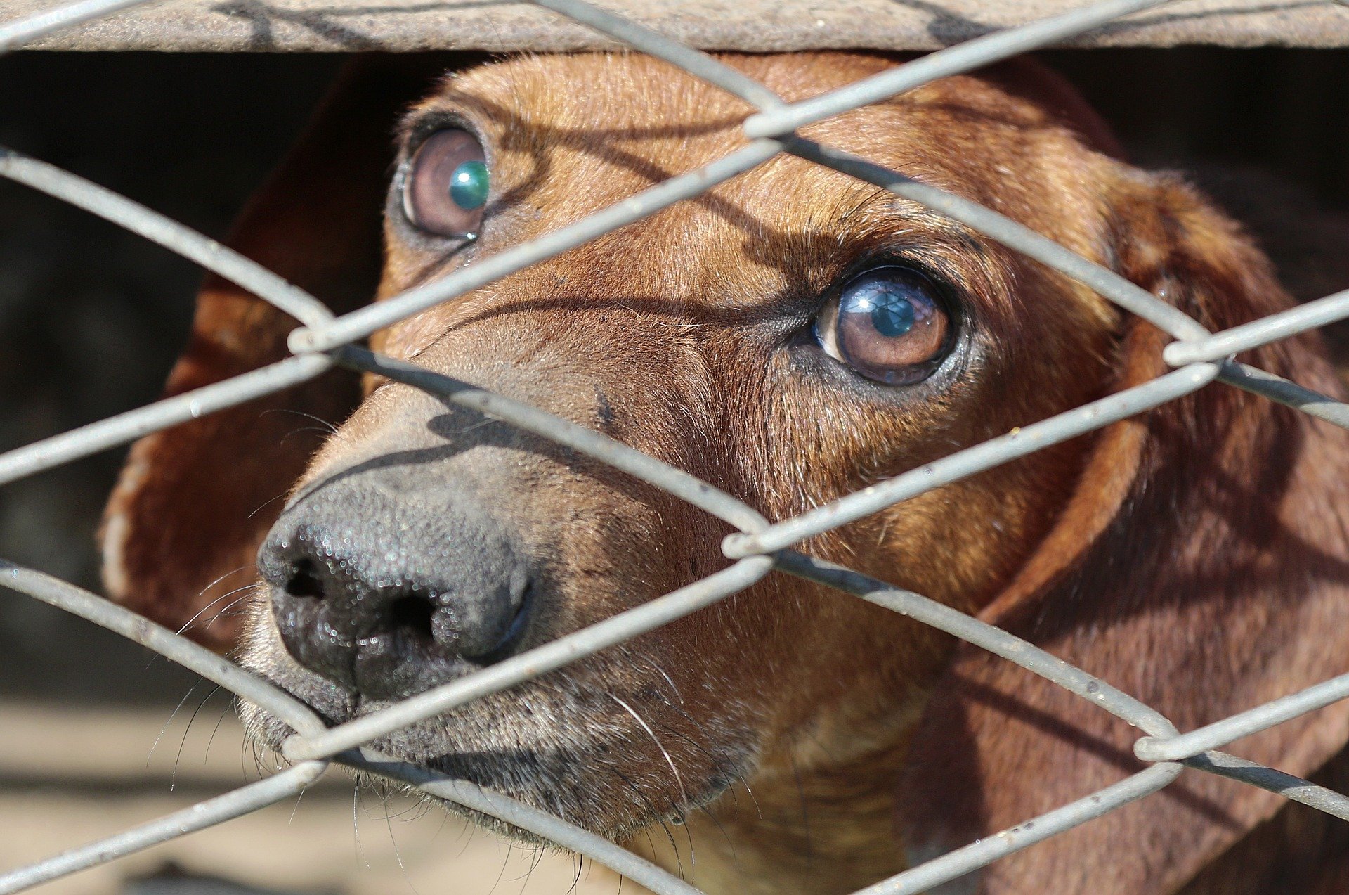 dog in cage