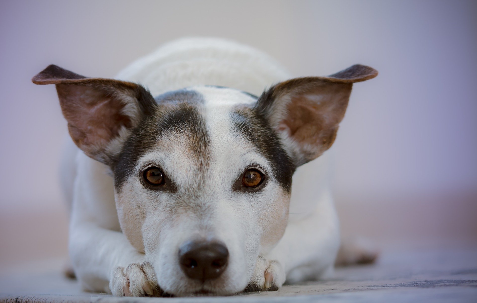 The popular Mother’s Day flowers that are a BIG risk to your pets