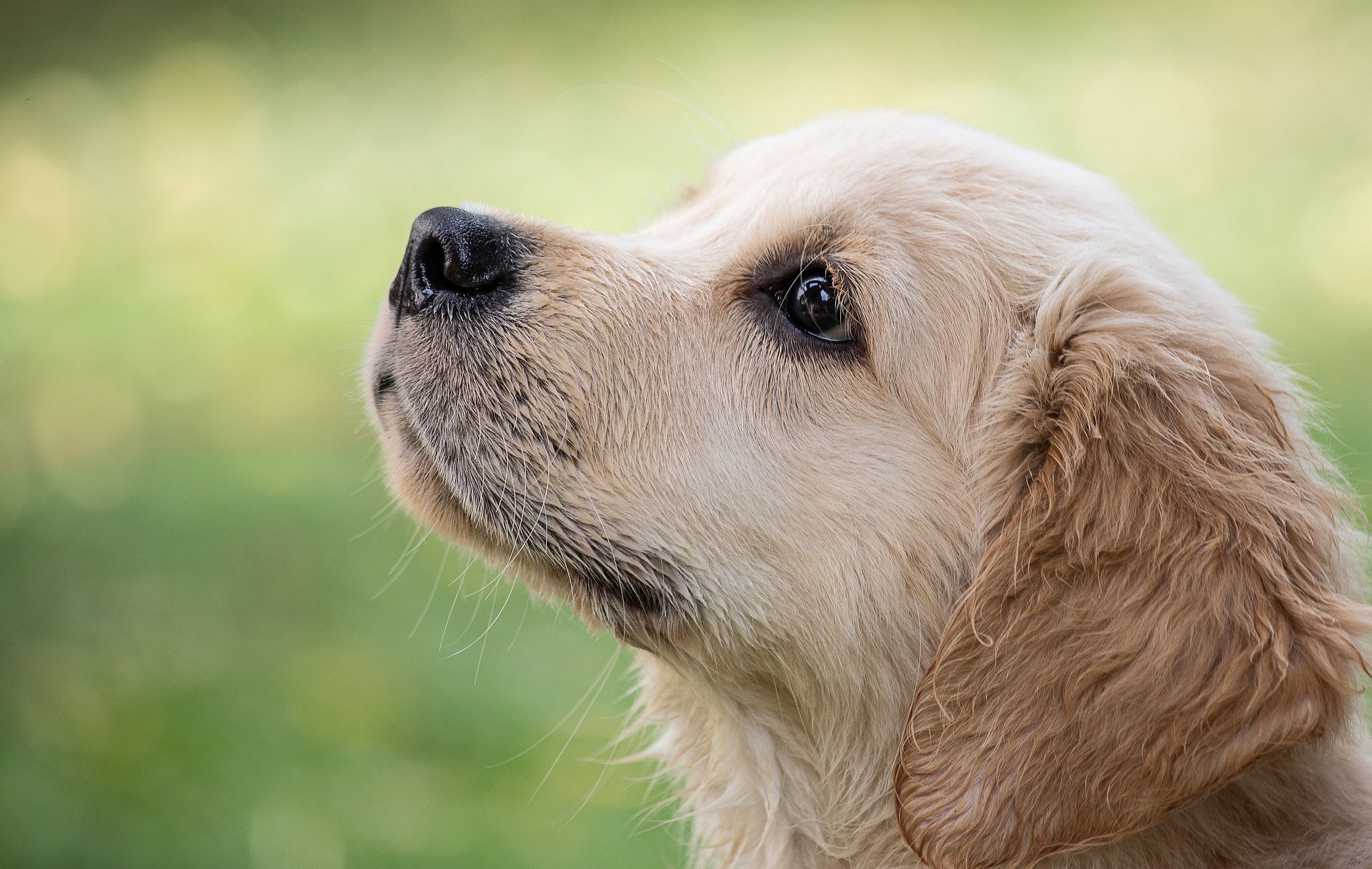 These pet breeds are the MOST in demand as prices SURGE up to 450% in lockdown