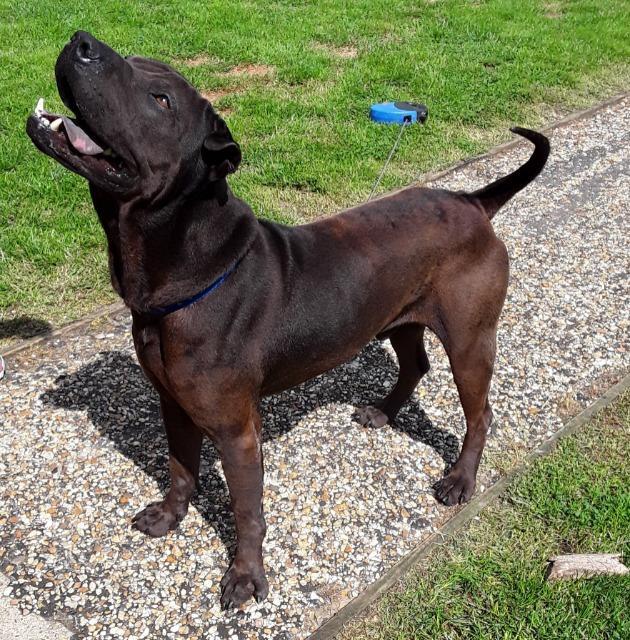 Rescue dog who was terrified of the world earns his Good Citizen bronze award