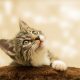 Cat kitten