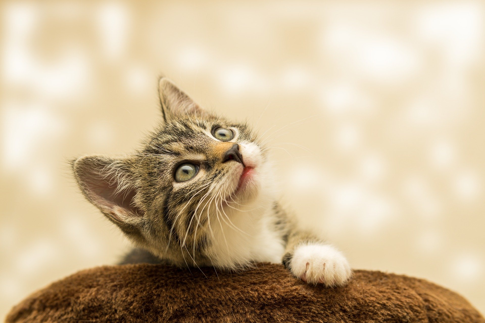 Cat kitten