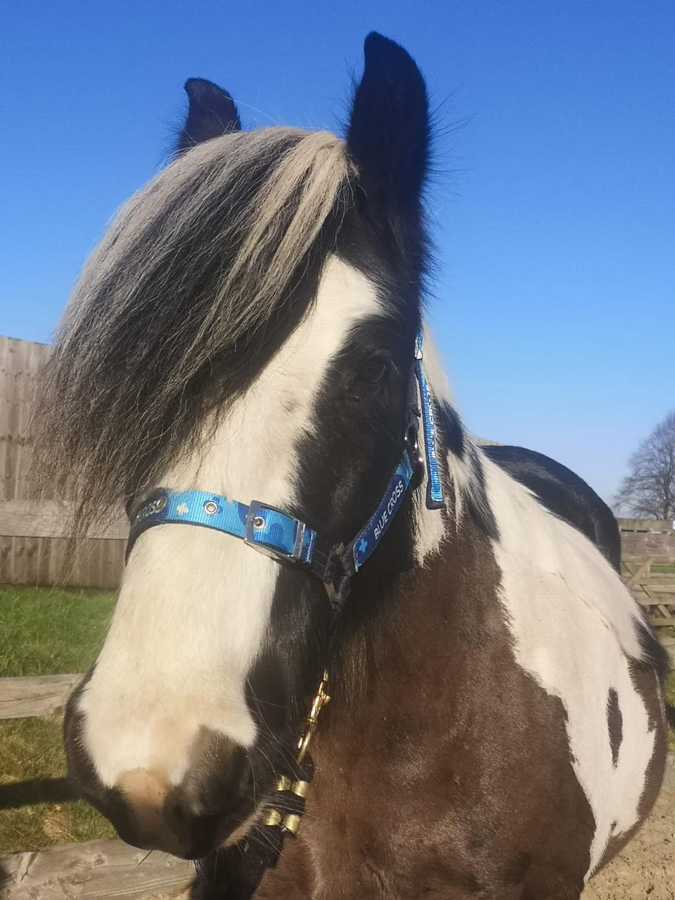 Help Homeless Horse Heather Find Her Happy Ending