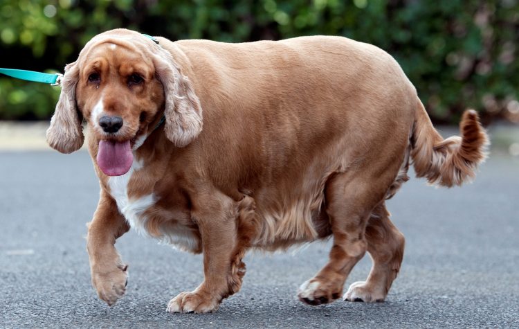 The Pet Obesity Epidemic – Dogs’ Weights Soar During Pandemic