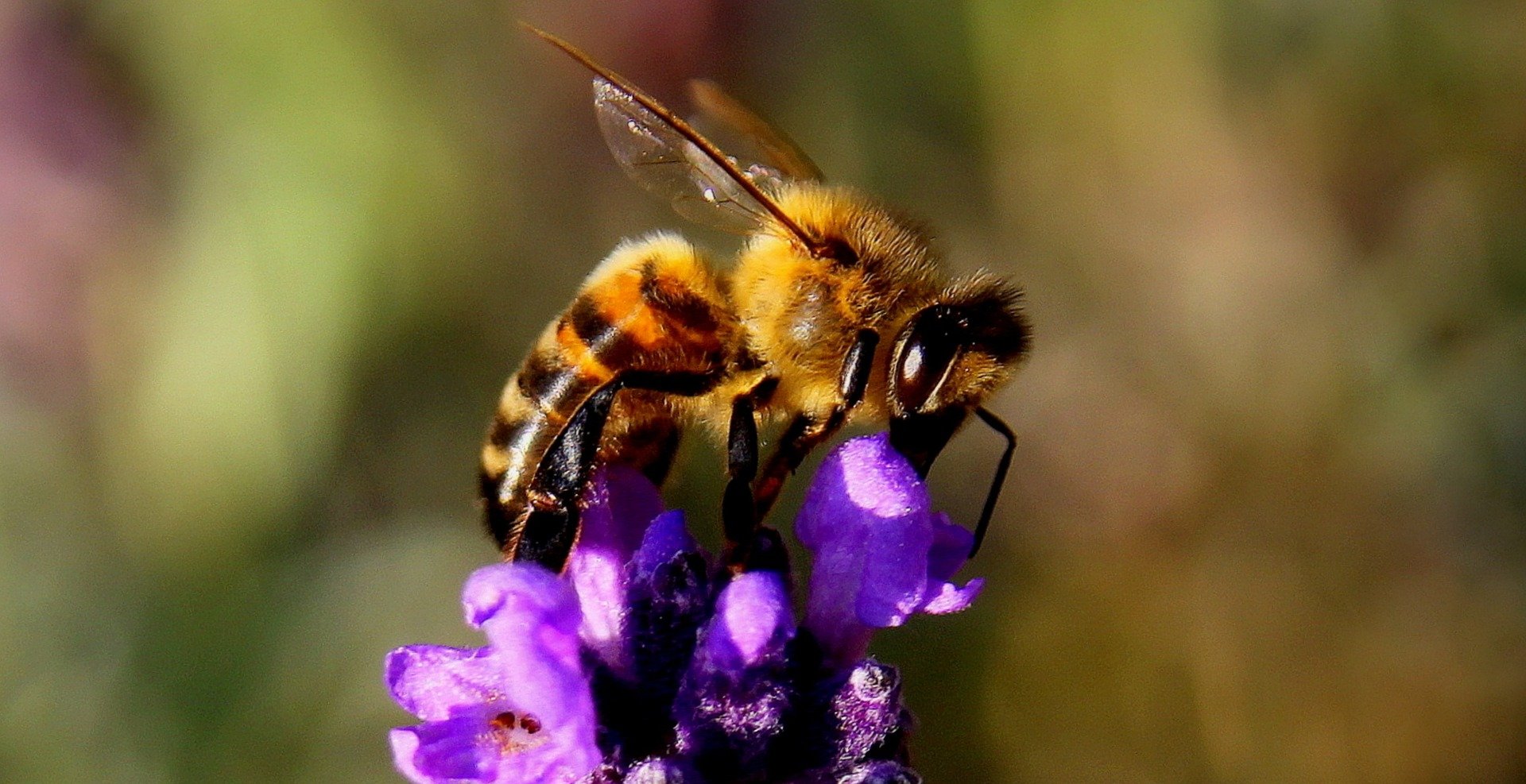 ‘Bee Champions’ Helping to Protect Endangered Insect Across UK
