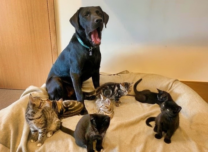 Rescue Dog Raises Motherless Kittens at Battersea