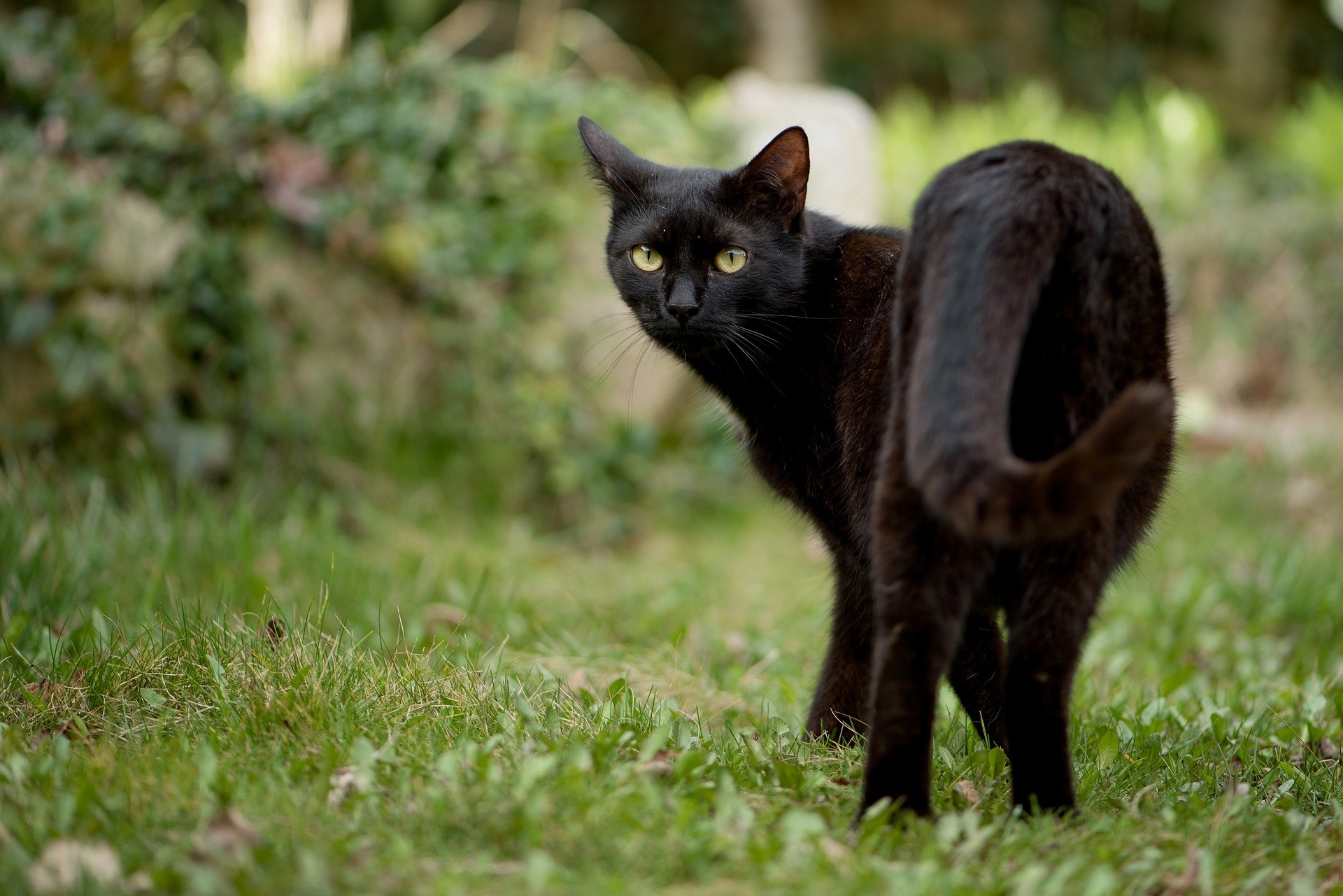 It’s Black Cat Appreciation Day today!