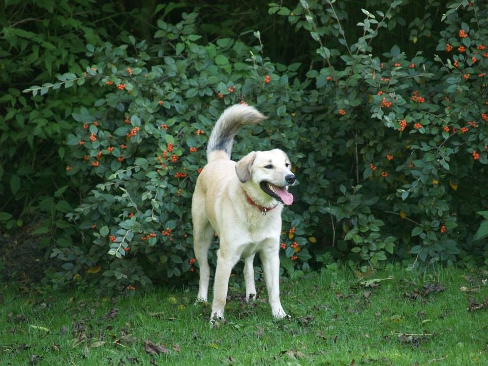 Found crying for her mum at the side of an Afghan road, now loving life in the UK: The heartwarming story of Rowan the dog