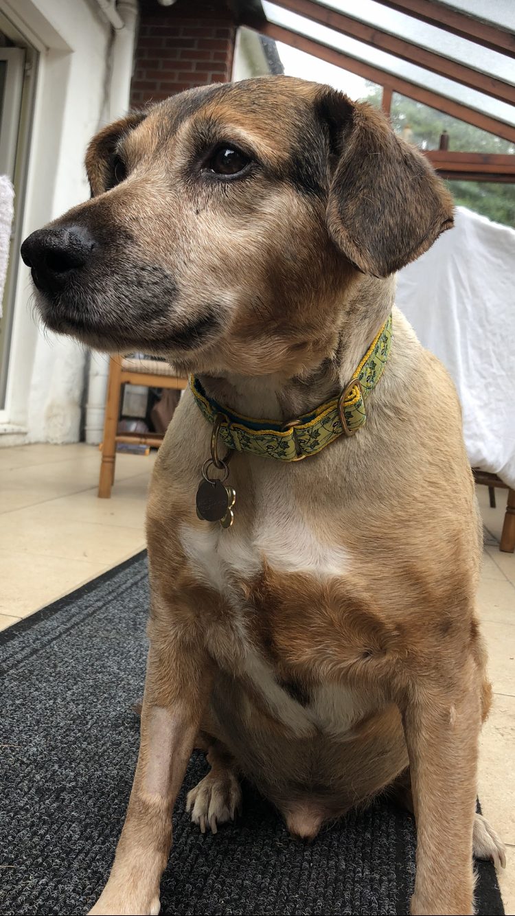 Desperate Appeal To Find Blind Foster Dog Presumed ‘Stolen’ In Cornwall
