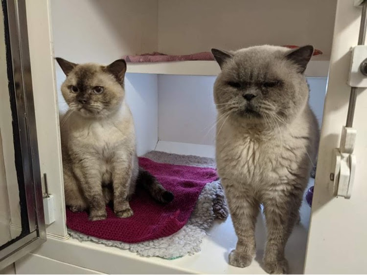 Could These Two Pampered Pussycats Become Your Pedigree Chums?