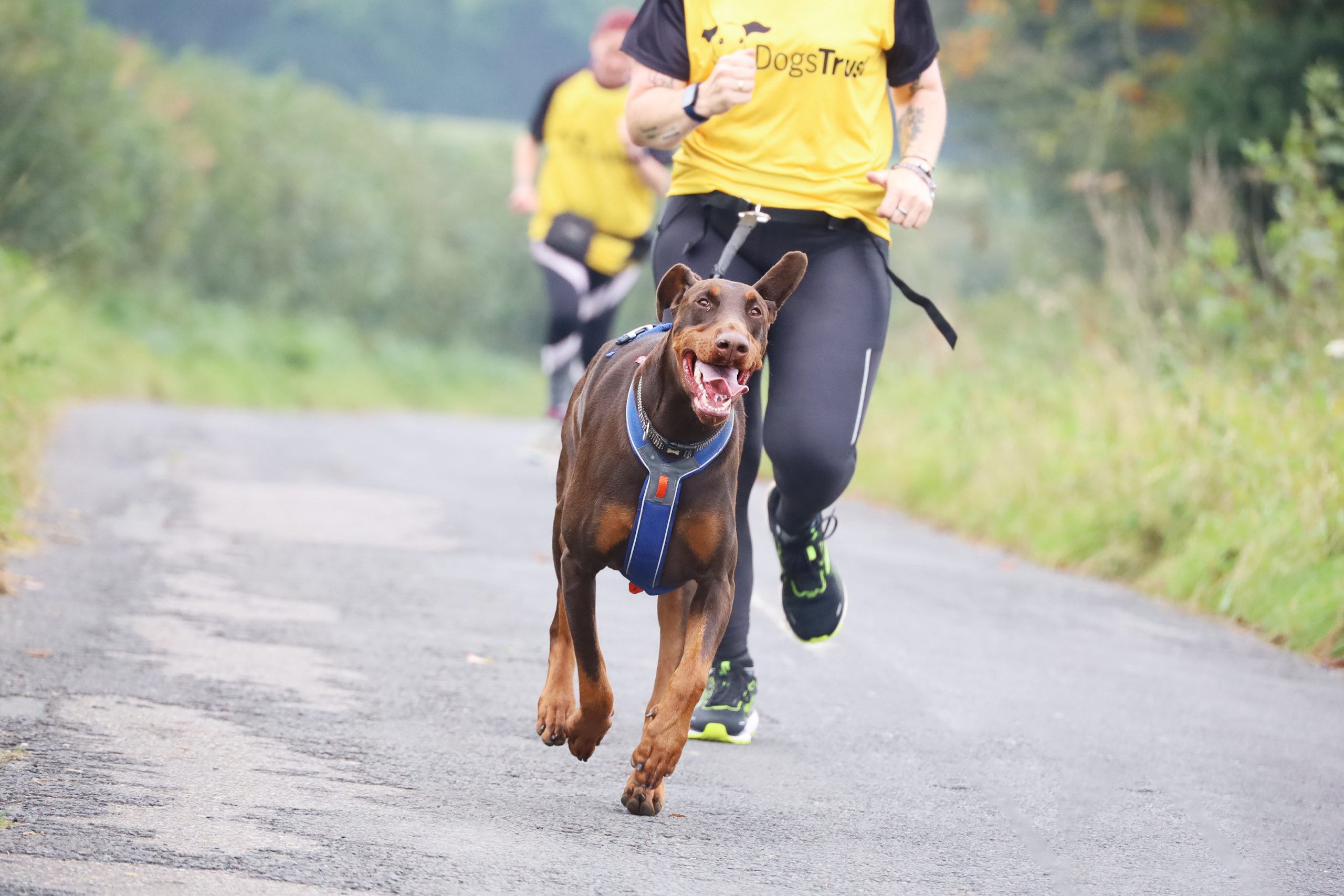 Shy Stuart the Dobermann is ‘new dog’ after starting Canicross