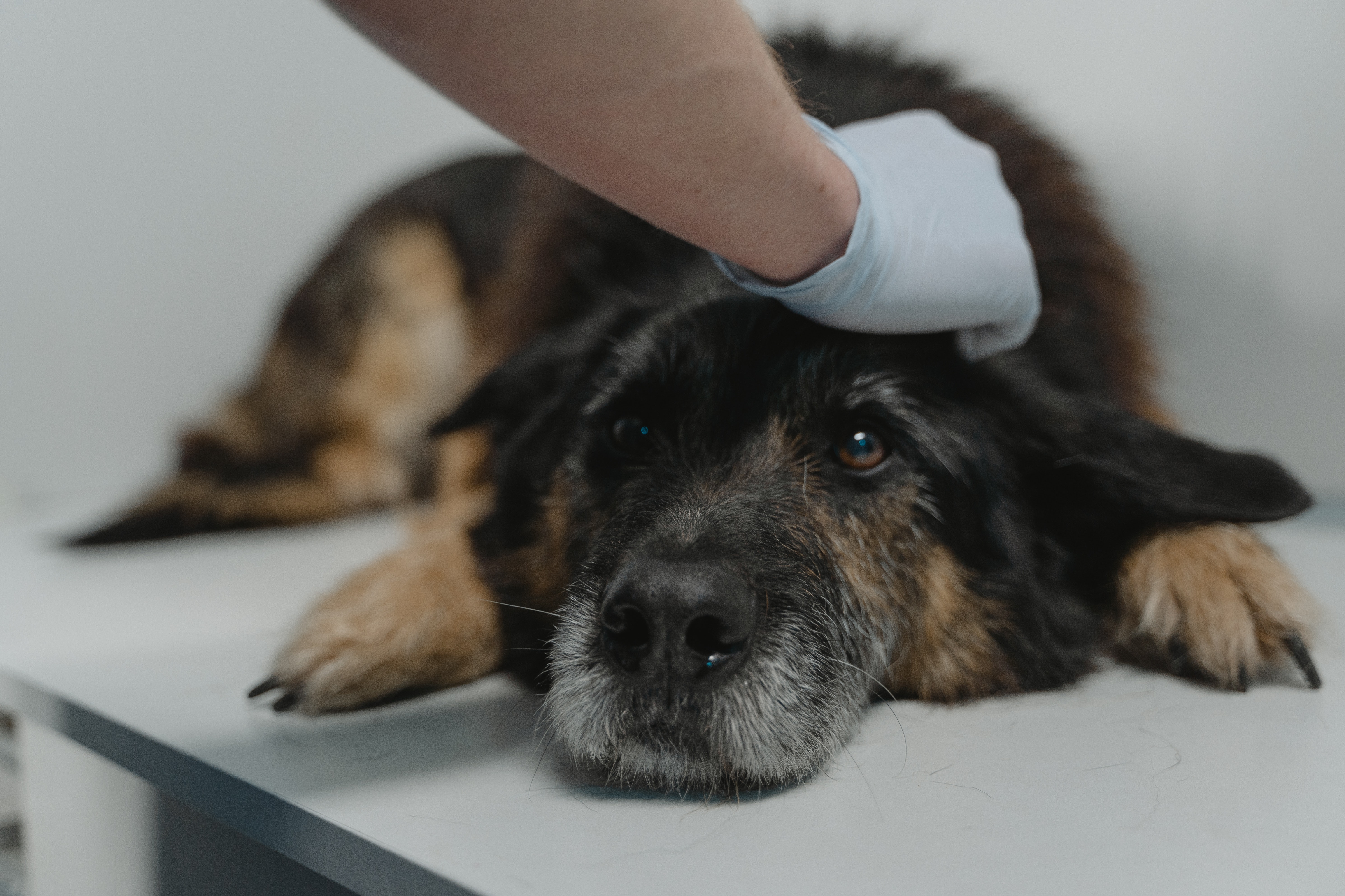 Senior Vets Monitoring Mystery Dog Vomiting Bug